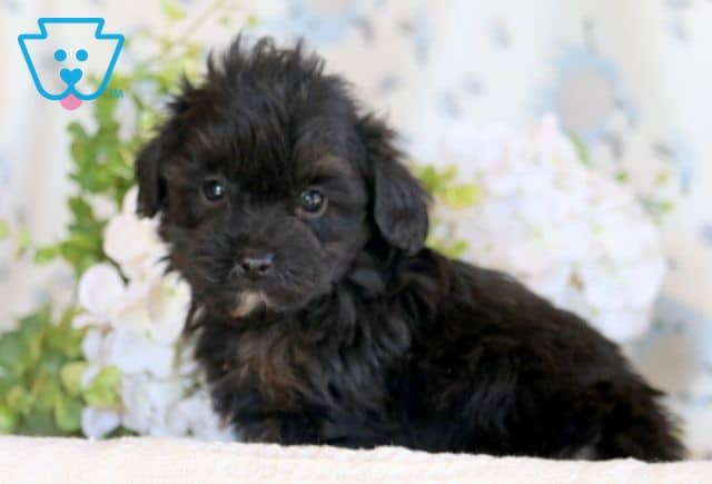 Brittany Mini Goldendoodle 1-001