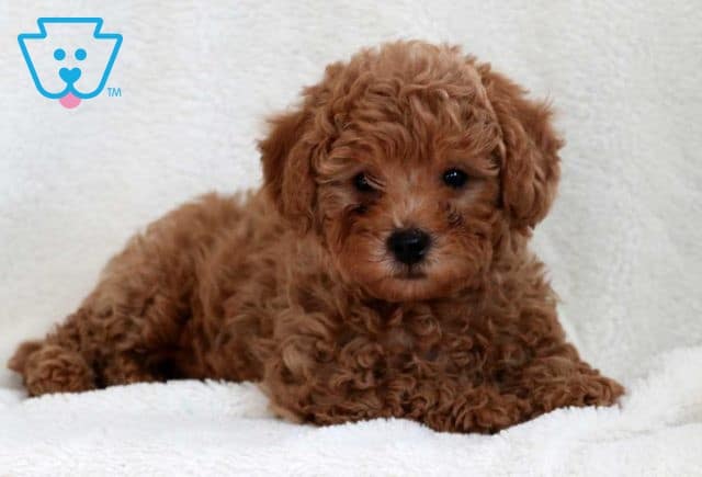 Bubbles Mini Poodle