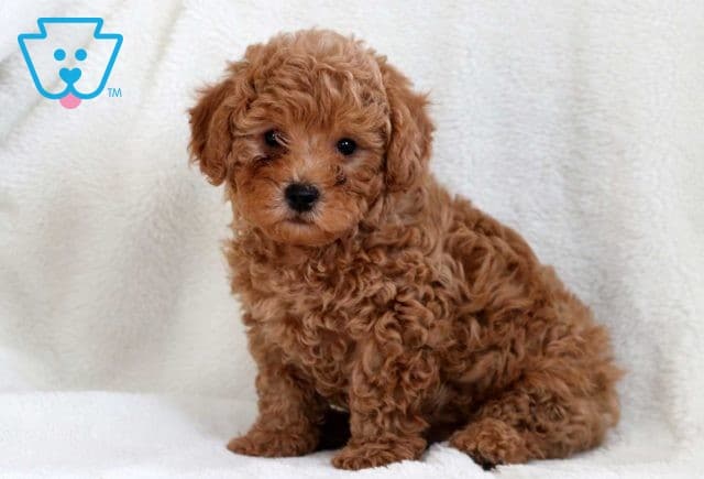 Bubbles Mini Poodle2