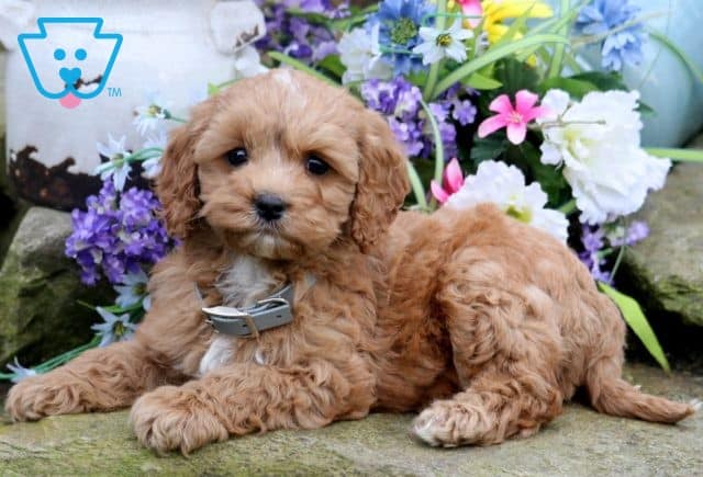 Buddy Cockapoo 1-001