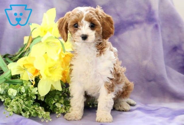 Buffy Cavapoo 1-001