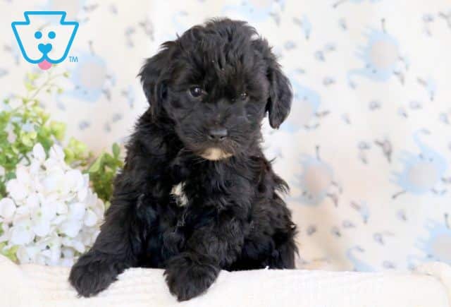 Buffy Mini Goldendoodle 1-001