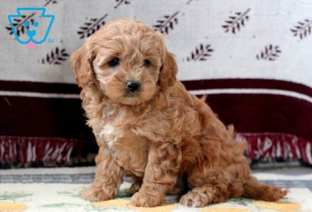 Bunny Cavapoo 1-001