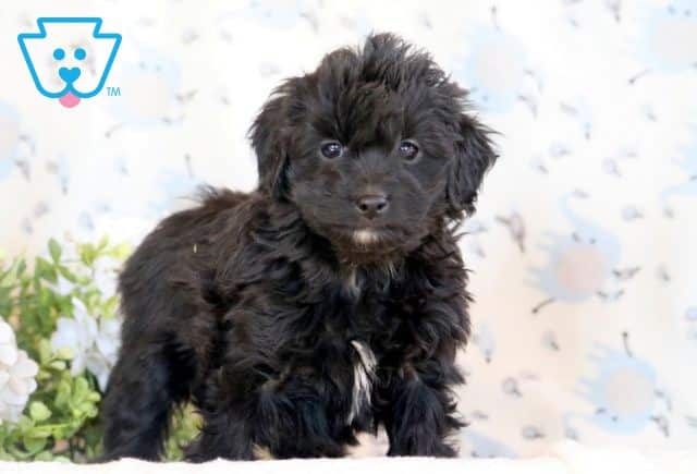 Buttercup Mini Goldendoodle 1-001