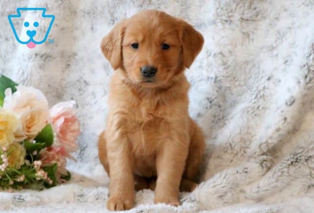 Carebear Golden Retriever 1-001