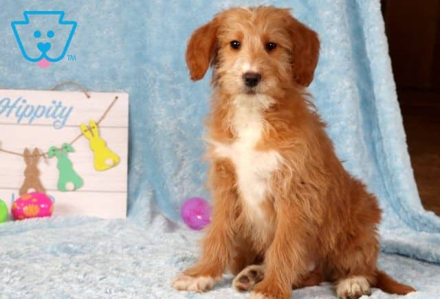 Champ Mini Labradoodle 1-001