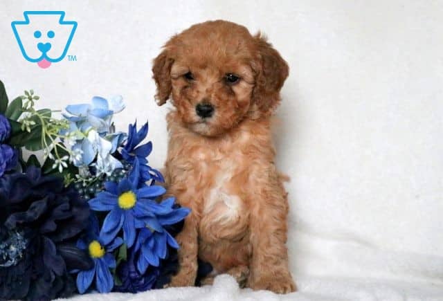 Chewy Cavapoo 1-001