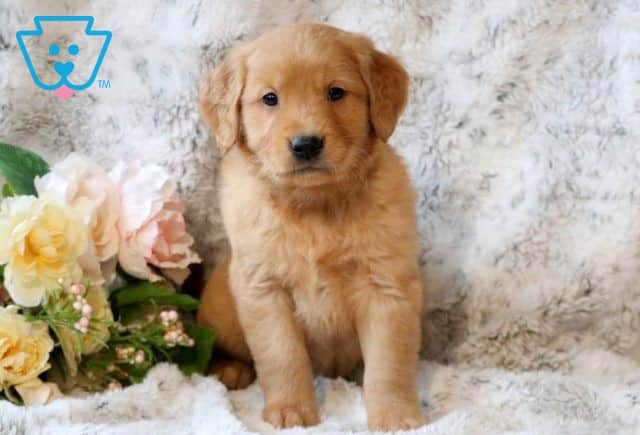 Chewy Golden Retriever 1-001