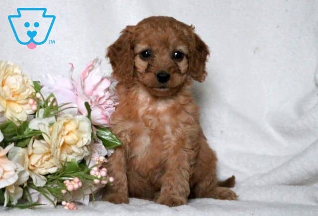 Chili Cavapoo 1-001