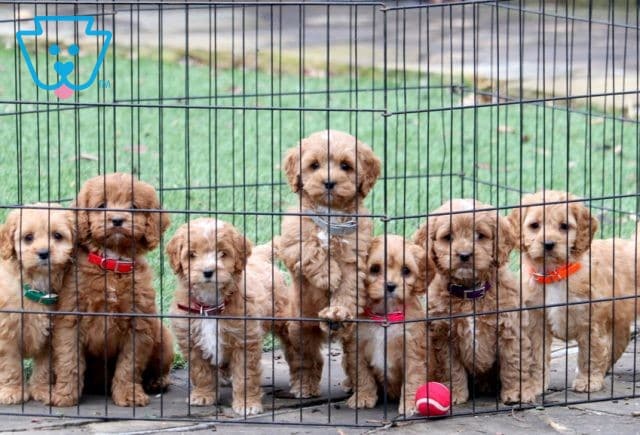 Cockapoo Group Pic 1-001