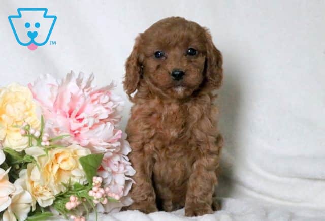 Coffee Cavapoo 1-001