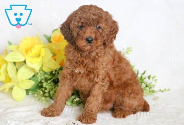 Dakota Mini Poodle 1-001
