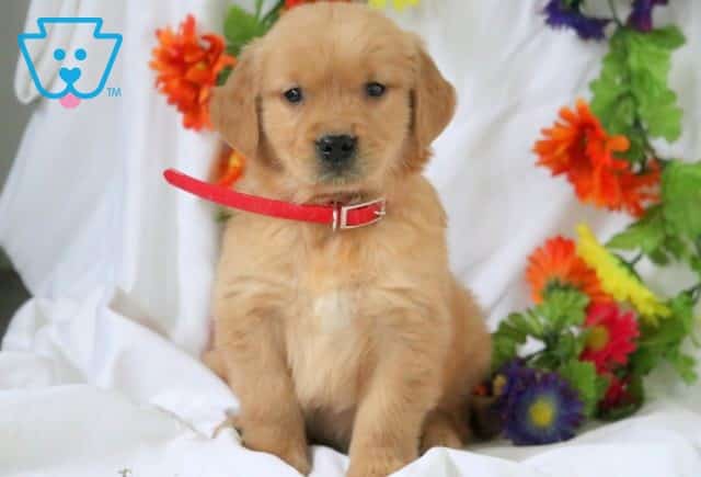 Devon Golden Retriever 1-001
