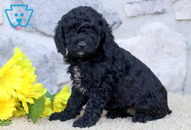 Diamond Cockapoo 1-001