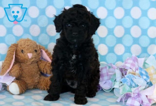 Dj Cavapoo