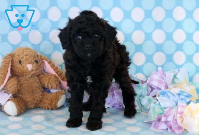 Dj Cavapoo2