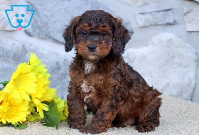 Domino Cockapoo 1-001