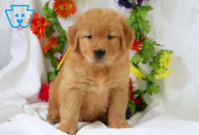 Donny Golden Retriever 1-001