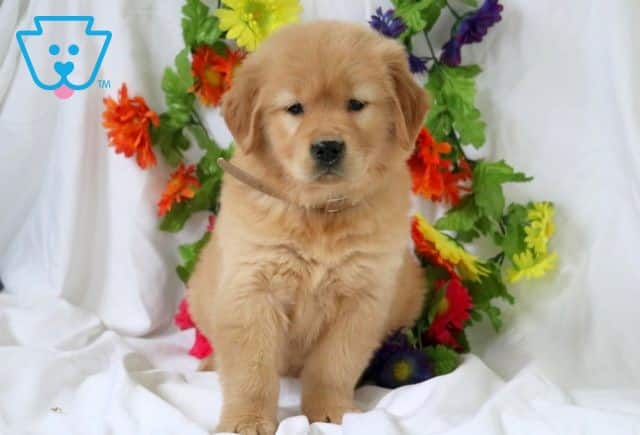 Dove Golden Retriever 1-001