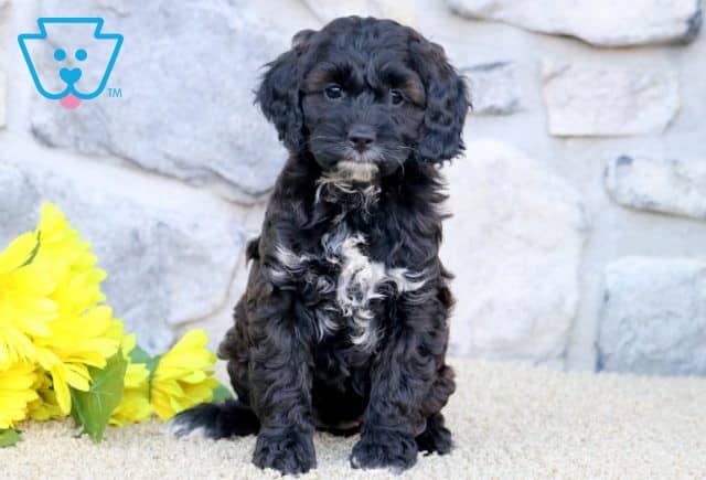 Drea Cockapoo 1-001