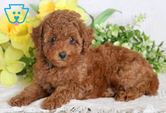 Duffy 2-001