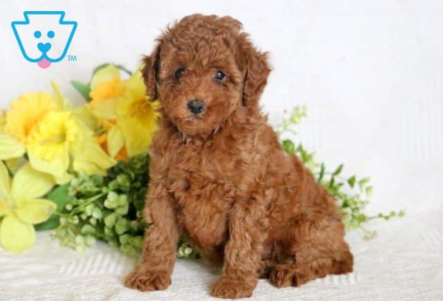 Duffy Mini Poodle 1-001