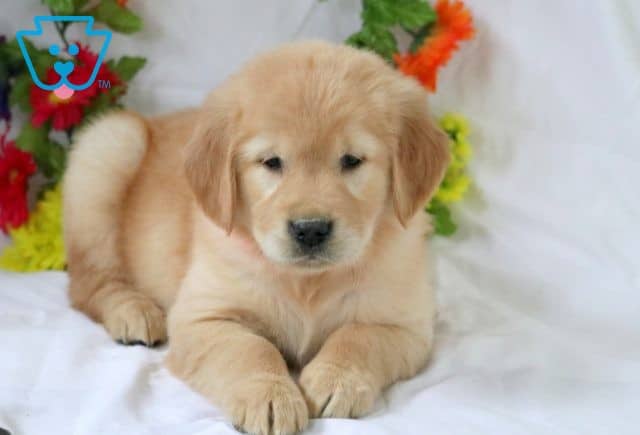 Dutchess Golden Retriever 1-001