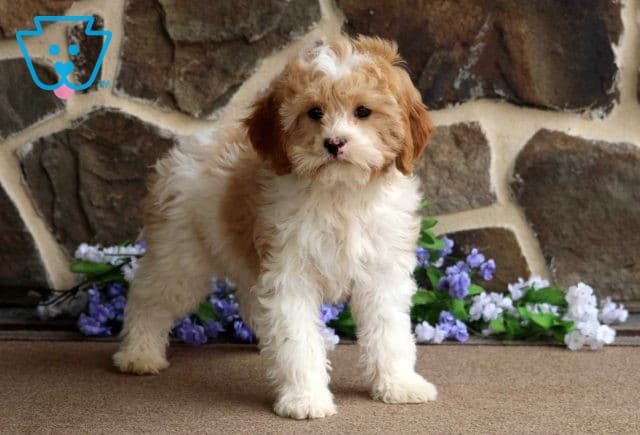 Frisky Cavapoo Retake