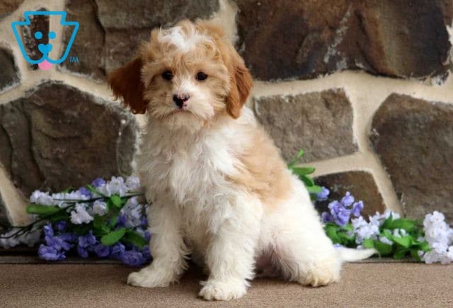 Frisky Cavapoo Retake2