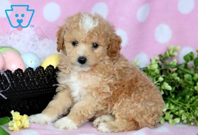 Fulton Cockapoo 1-001