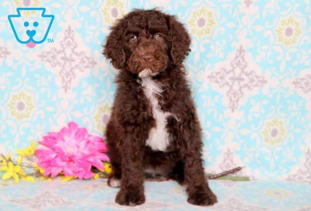 Hazel Mini Poodle 1-001