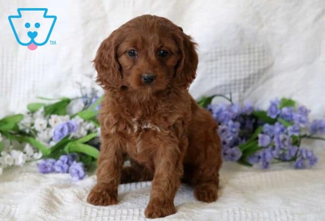 Honey Cockapoo