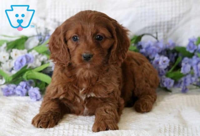 Honey Cockapoo2