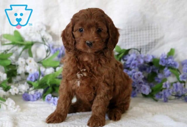 Hope Cockapoo