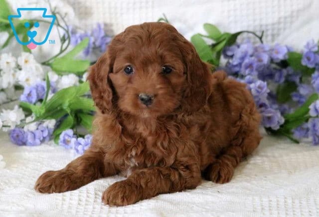Hope Cockapoo2