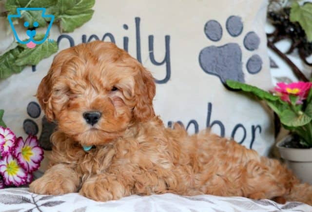Ice Cavapoo 1-001