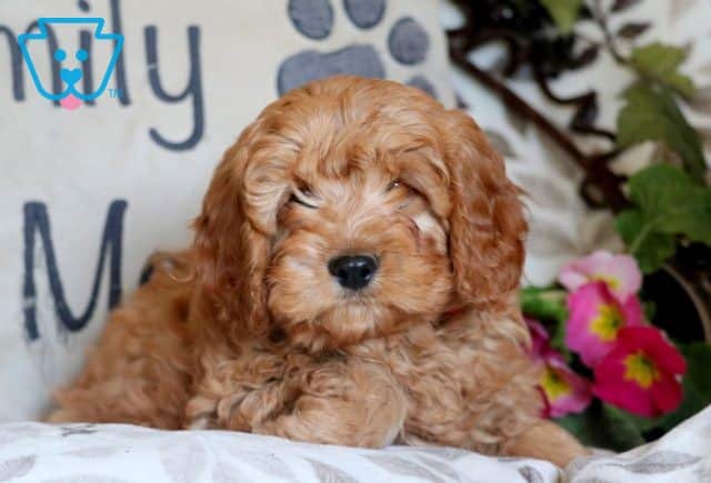 Irwin Cavapoo 1-001