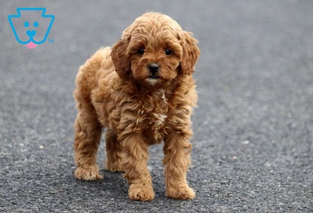 Isabella Cavapoo