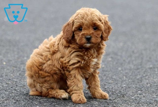 Isabella Cavapoo2