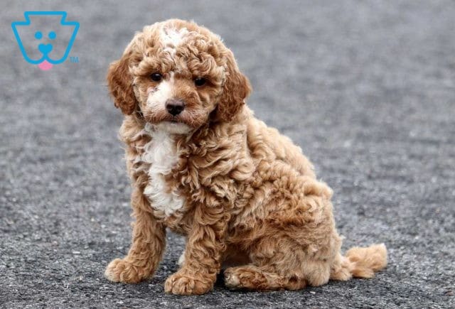 Ivy Cavapoo