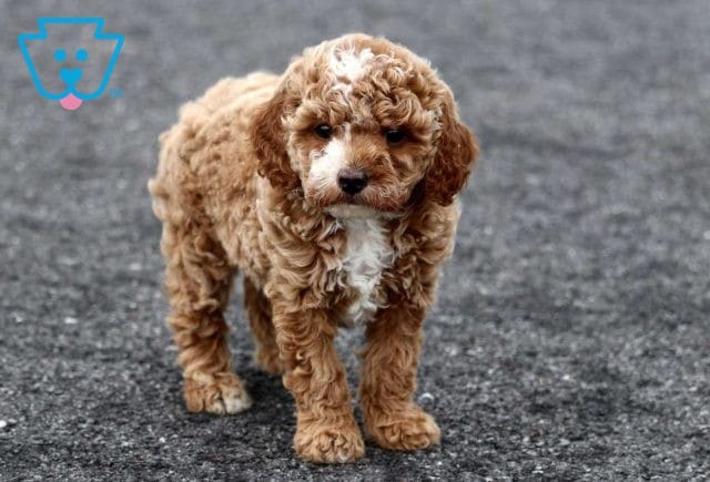 Ivy Cavapoo2