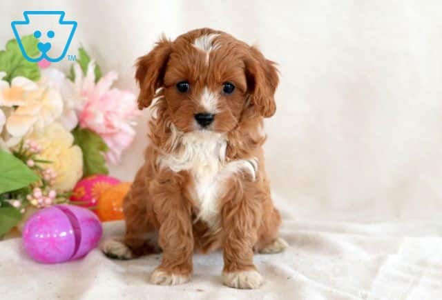 Jacko Cavapoo 1-001