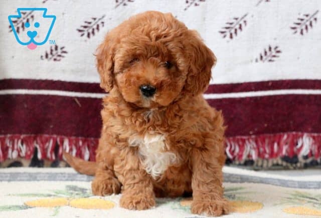 Jase Cavapoo 1-001