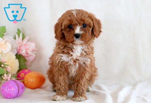 Java Cavapoo 1-001
