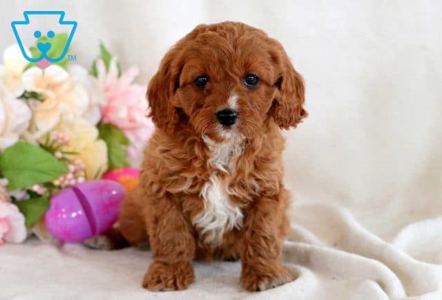 Java Cavapoo 1-001