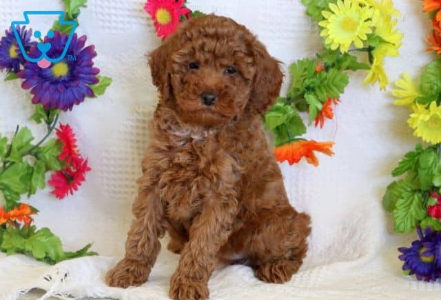 Jenna Mini Poodle 1-001
