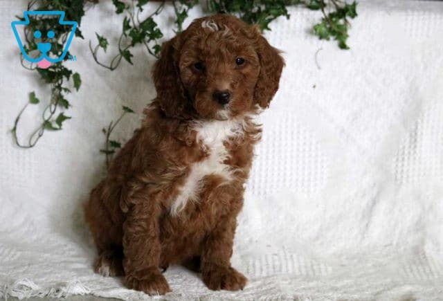 Joey Mini Goldendoodle