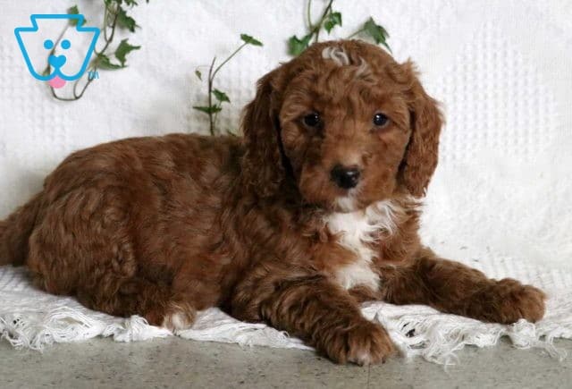 Joey Mini Goldendoodle2