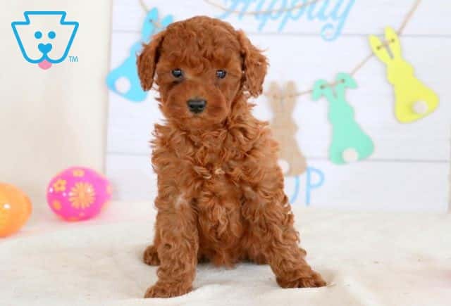 Jordi Cavapoo 1-001