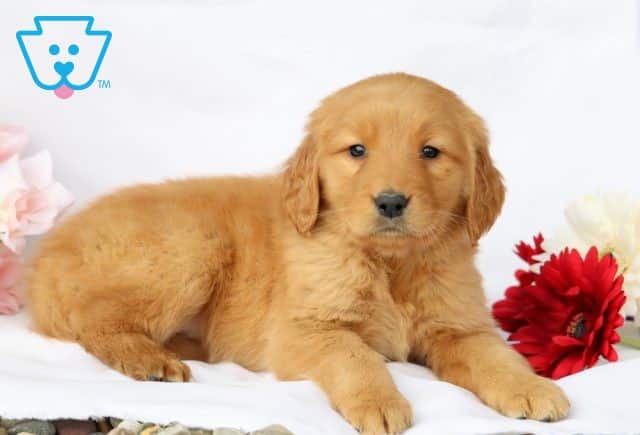 Josie Golden Retriever 1-001